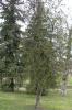 Thuja/Biota orientalis